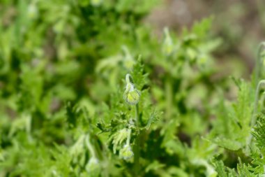 Sting Lily çiçek tomurcukları - Latince adı - Blumenbachia hiyeronymi