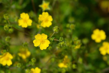 Slender cinquefoil sarı çiçekler - Latince adı - Potentilla gracilis