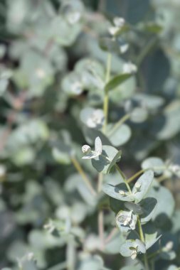 Elma sakızı yaprakları - Latince adı - okaliptüs gunnii