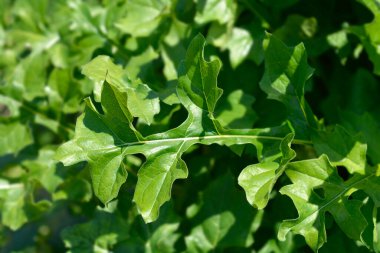 Balkan yaprakları - Latince adı - Acanthus hungaricus (Acanthus balcanicus))