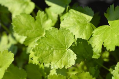 Yaban havucu yaprakları - Latince adı - Pastinaca sativa