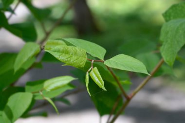 Japon düğümü yaprakları - Latince adı - Fallopia japonica