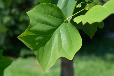 Lale ağacı yaprakları - Latince adı - Liriodendron tulipiferası