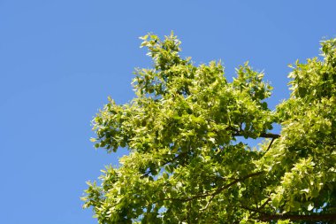 Mavi gökyüzüne karşı küçük yapraklı kireç - Latince adı - Tilia kordata