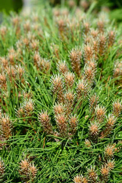 Dwarf Black Pine Marie Bregeon Latin Name Pinus Nigra Marie — Stock Photo, Image