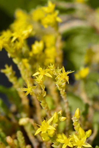 Goldmoss Stonecrop Nume Latin Sedum Acre — Fotografie, imagine de stoc