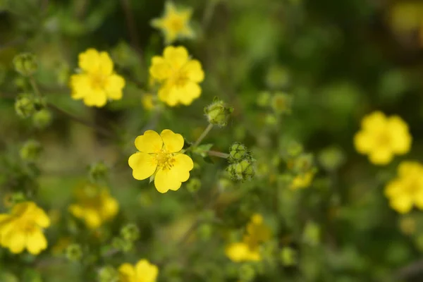 Delgadas Flores Amarillas Cinquefoil Nombre Latino Potentilla Gracilis — Foto de Stock