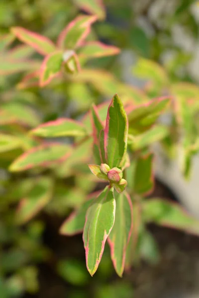 Johanniskraut Tricolor Lateinischer Name Hypericum Moserianum Tricolor — Stockfoto