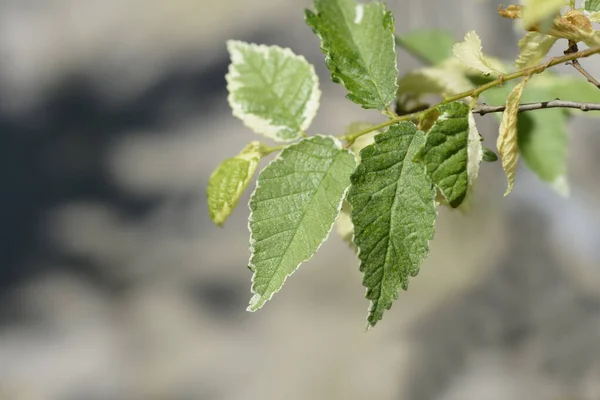 Small Leaved Elm Silvery Gem Branch Latin Name Ulmus Minor — Stock Photo, Image