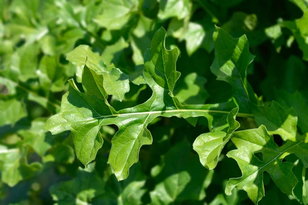 Liście Bryczesów Niedźwiedzi Bałkańskich Łacińska Nazwa Acanthus Hungaricus Acanthus Balcanicus — Zdjęcie stockowe