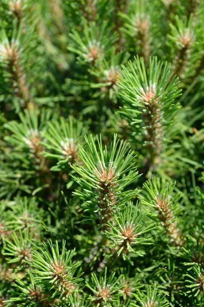 Pino Negro Enano Pierrick Bregeon Nombre Latino Pinus Nigra Pierrick —  Fotos de Stock