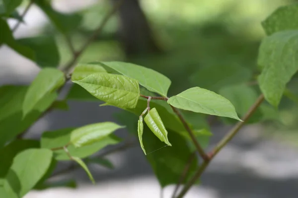 Japońskie Liście Chwastów Nazwa Łacińska Fallopia Japonica — Zdjęcie stockowe