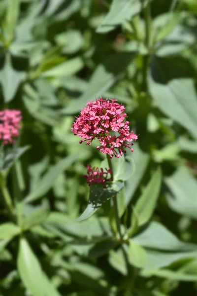 Valeriana Roja Nombre Latino Centranthus Ruber — Foto de Stock