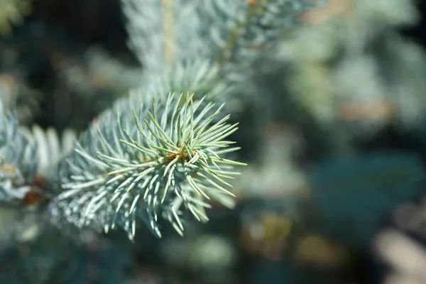 Colorado Blå Gran Iseli Fastigiate Latinskt Namn Picea Pungens Iseli — Stockfoto