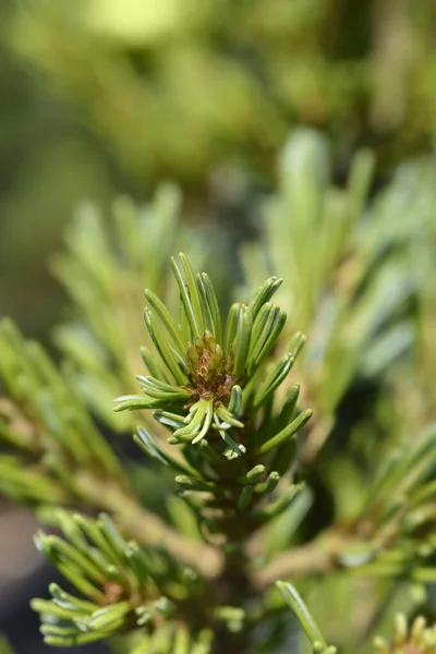 Japanise White Pine Negishi Latin Name Pinus Parviflora Negishi — Stock Photo, Image