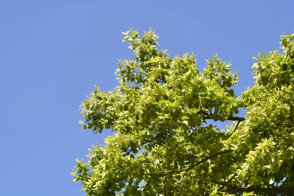 Chaux Petites Feuilles Contre Ciel Bleu Nom Latin Tilia Cordata — Photo