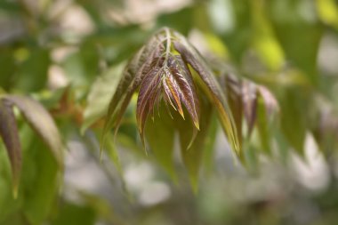 Cennetin yeni yaprakları - Latince adı - Ailanthus altissima