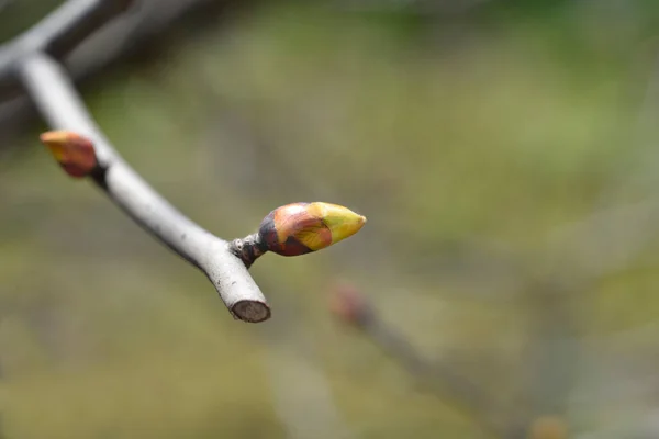 Pañuelo Rama Árbol Con Brotes Nombre Latino Davidia Involucrata Var — Foto de Stock