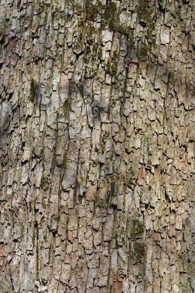 들판의 단풍나무 라틴어 Acer Campestre — 스톡 사진