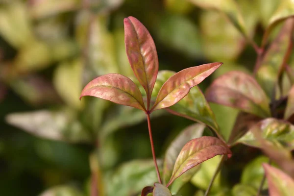 Heavenly Bamboo Fire Power Leaves Latin Name Nandina Domestica Fire — Stock Photo, Image