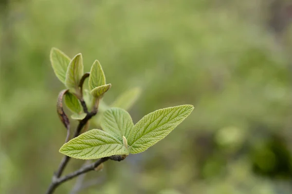 Viburnum Alleghany Leaves Latin Name Viburnum Rhytidophylloides Alleghany — Stock Photo, Image