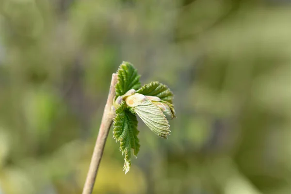 수있는 개암나무의 새로운 라틴어 Corylus Avellana — 스톡 사진