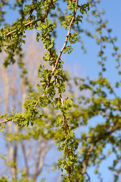 Ginkgo Trädgren Med Nya Blad Och Blomknoppar Latinskt Namn Ginkgo — Stockfoto