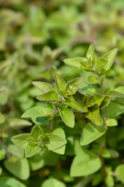 Folhas Comuns Manjerona Nome Latino Origanum Vulgare — Fotografia de Stock