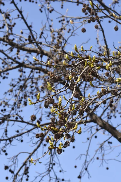 Branches Gomme Douce Américaine Avec Des Graines Nouvelles Feuilles Contre — Photo