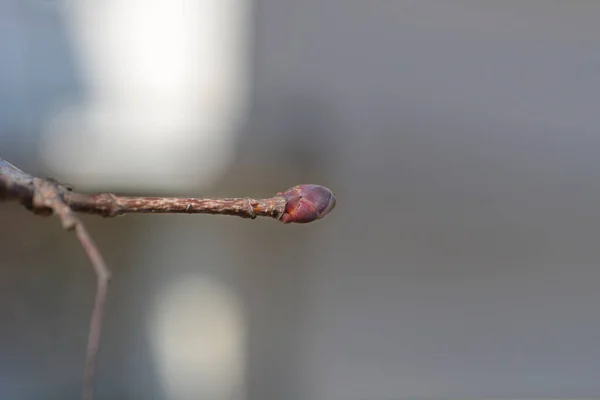 Norway Maple Crimson King Branch Bud Латинское Название Acer Plattides — стоковое фото