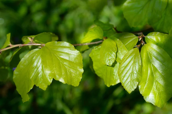 Persische Eisenholzblätter Lateinischer Name Parrotia Persica — Stockfoto