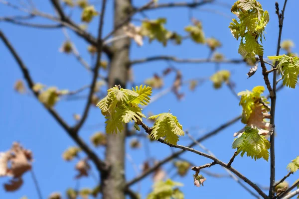 Northern Red Oak Branches New Leaves Latin Name Quercus Rubra — Stock Photo, Image