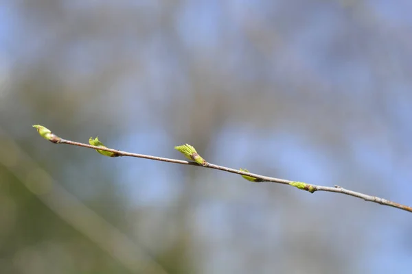 Ramo Bétula Comum Com Novas Folhas Nome Latino Betula Pendula — Fotografia de Stock