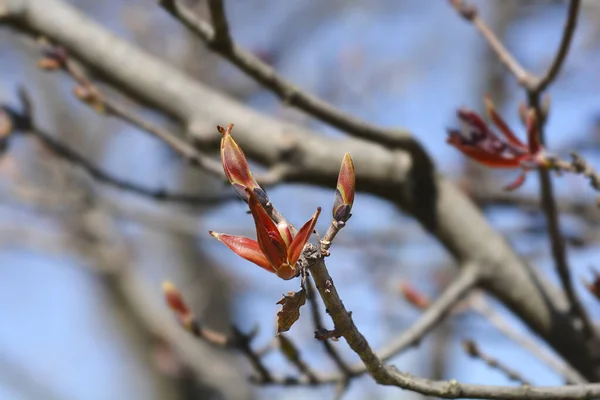 Norway Maple Crimson King Branches Buds Latin Name Acer Platanoides — Stock Photo, Image