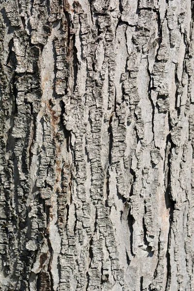 Silver Maple Bark Detail Latin Name Acer Saccharinum — Stock Photo, Image