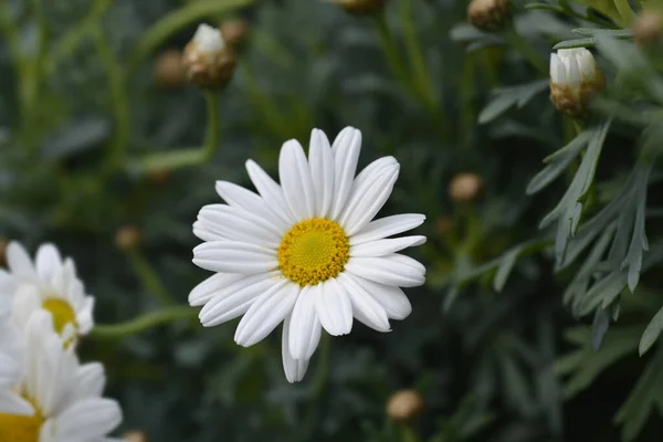 White Marguerite Daisy Латинська Назва Argyranthemum Frutescens — стокове фото