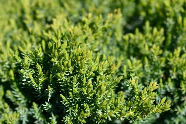 Juniper Green Carpet 라틴어 Juniperus Communis Green Carpet — 스톡 사진