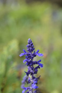 Sage Mystic Spires Blue - Latince adı - Salvia Mystic Spires Blue