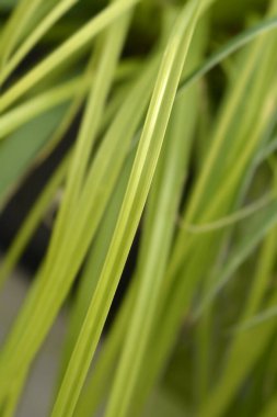 Japon Sedge Everillo - Latince adı Carex oshimensis Everillo