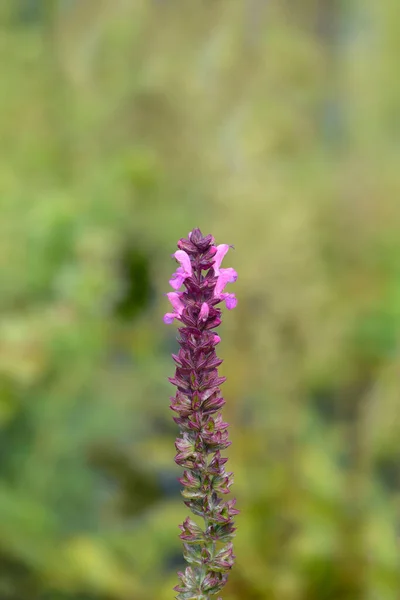 巴尔坎十字花科植物 拉丁文名 Salvia Nemorosa — 图库照片