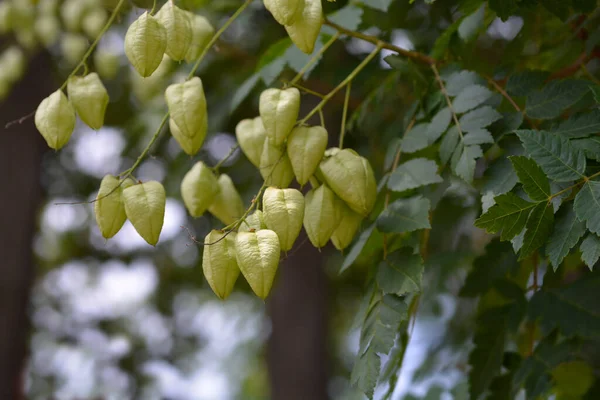 Yeşil tohumlu altın yağmur ağacı dalları - Latince adı - Koelreuteria paniculata