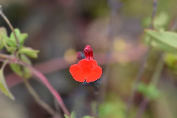 Bebek Bilgesi Kırmızı Kadife Çiçekler Latince Adı Salvia Microphylla Red — Stok fotoğraf