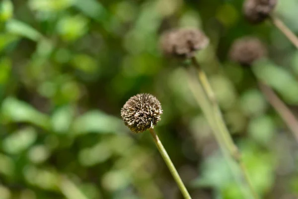 Yellow Chamomile Seed Head Latin Name Cota Tinctoria Anthemis Tinctoria — Stock Photo, Image