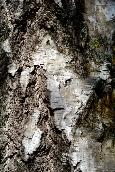 Dettaglio Comune Corteccia Betulla Nome Latino Betula Pendula — Foto Stock