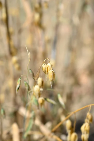 Közönséges Zab Latin Név Avena Sativa — Stock Fotó