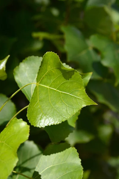 Lombardiet Poppelblad Latinskt Namn Populus Nigra Var Italica — Stockfoto