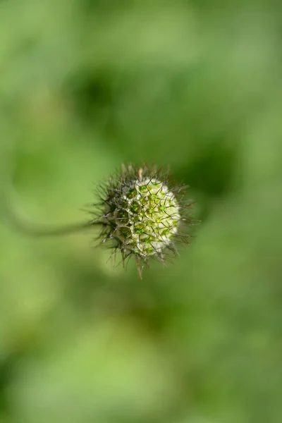 Japanese Pincushon Seed Head ラテン語名 Scabiosa Japonica — ストック写真
