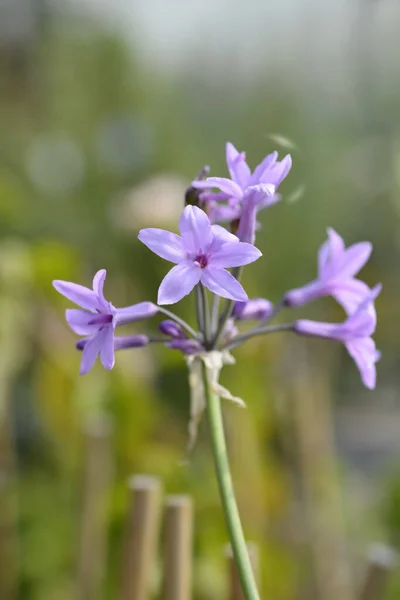 Society garlic flowers - Latin name - Tulbaghia violacea