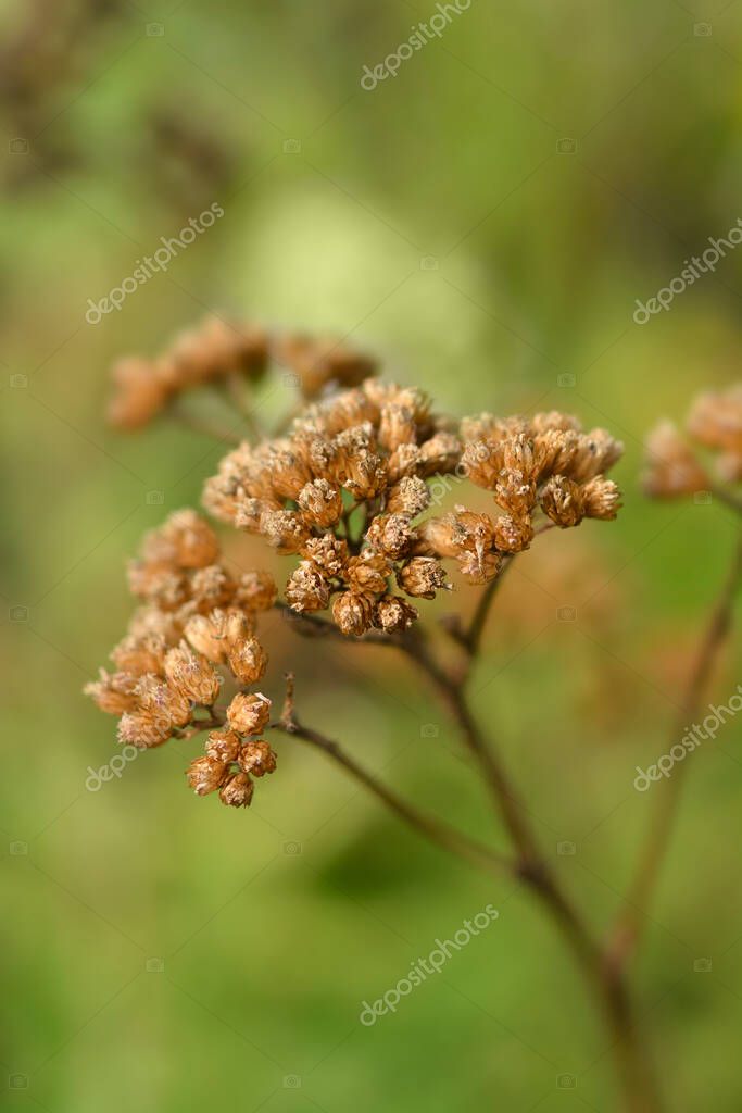 Cabezas De Semillas De Milenrama - Nombre En Latín - Achillea