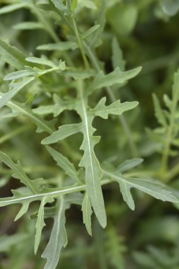 Salata roketi yaprakları, Latince adı Eruca vesicaria subsp. sativa
